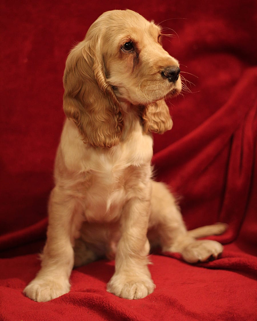 Portrait d'un de nos chiots cocker anglais