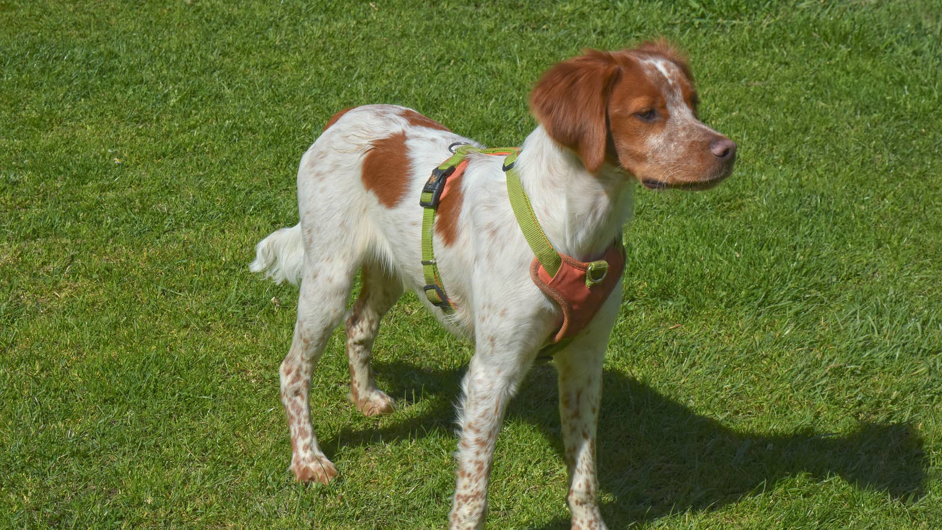 Épagneul breton dans l'herbe, à l'affût
