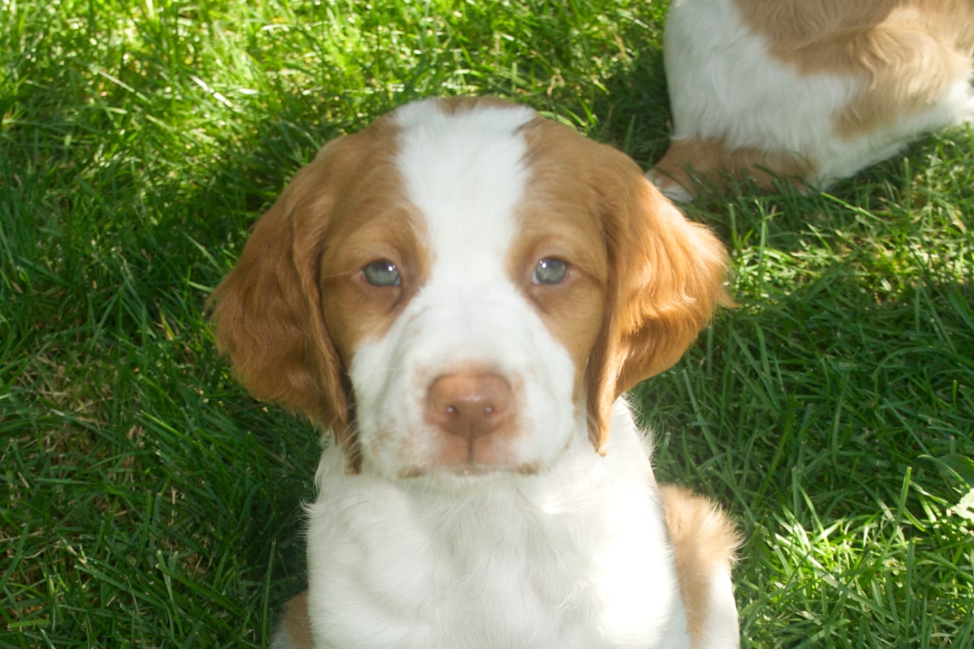 Un chiot épagneul breton assis dans l'herbe, un deuxième chiot derrière lui